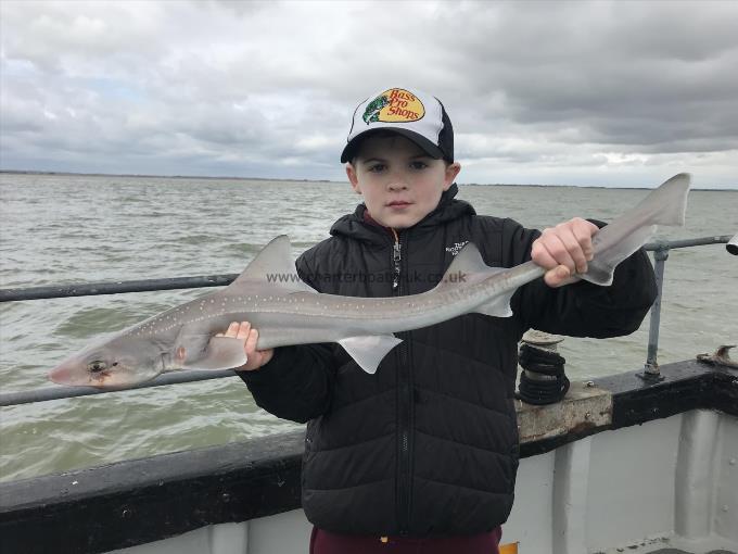 4 lb Starry Smooth-hound by Unknown