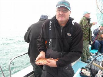1 lb Red Mullet by Phil