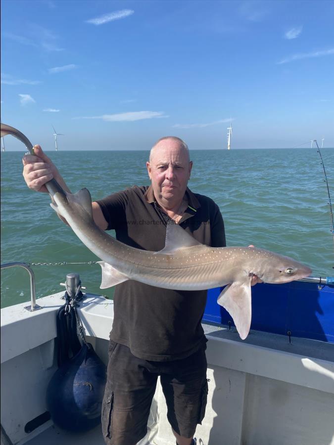 13 lb 6 oz Smooth-hound (Common) by Alphy