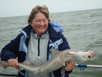 8 lb Smooth-hound (Common) by Angela