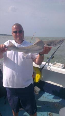 6 lb 1 oz Starry Smooth-hound by mike cox