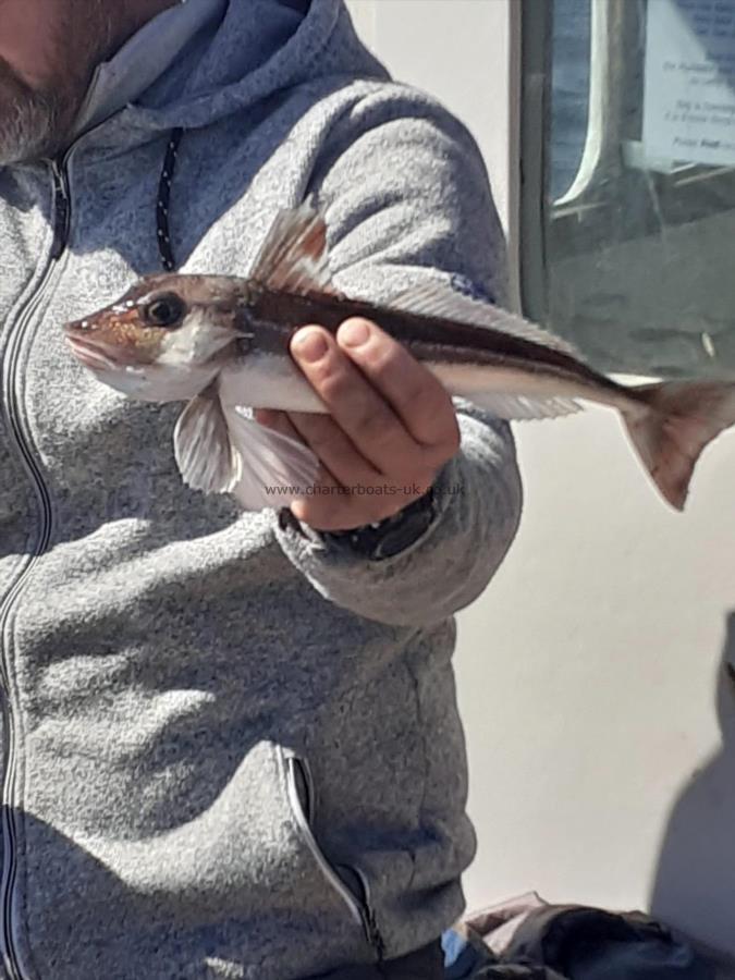 1 lb Grey Gurnard by nick smith