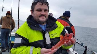 1 lb Red Gurnard by john