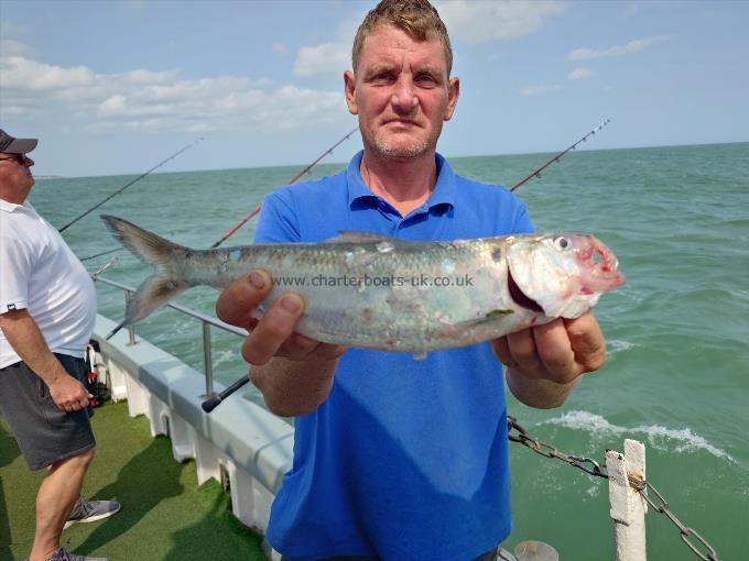 2 lb Allis Shad by David