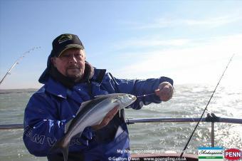 3 lb Coalfish (Coley/Saithe) by Brooksy