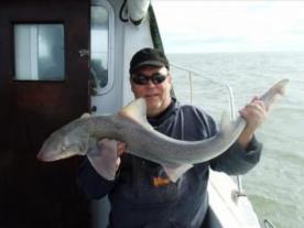 13 lb Smooth-hound by taff