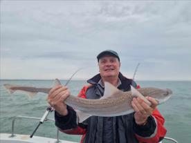 6 lb Starry Smooth-hound by Tim