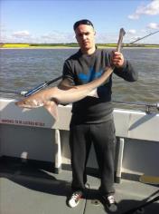 11 lb 7 oz Smooth-hound (Common) by marcus