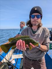 4 lb 1 oz Ballan Wrasse by Unknown