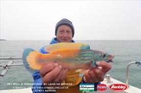 1 lb Cuckoo Wrasse by Mickey