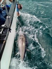 2 oz Bluefin Tuna by Unknown