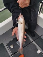 2 lb Whiting by Adrian