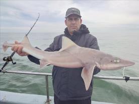 12 lb Starry Smooth-hound by Curtis