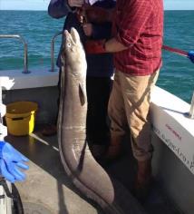 120 lb Conger Eel by Unknown