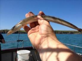4 oz Greater Sand Eel by Cardiff Boys