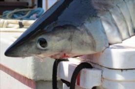 45 lb Porbeagle by Top Dwaff