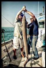 60 lb Conger Eel by Unknown