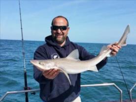 7 lb Smooth-hound (Common) by Sam