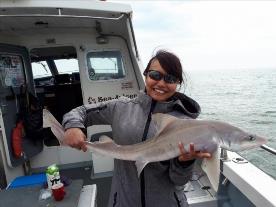 12 lb Starry Smooth-hound by Unknown