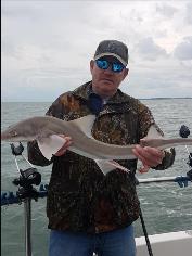 5 lb Starry Smooth-hound by Jacko