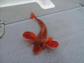 2 oz Red Gurnard by Unknown