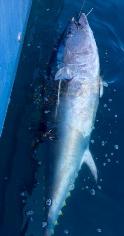 250 lb Bluefin Tuna by Unknown