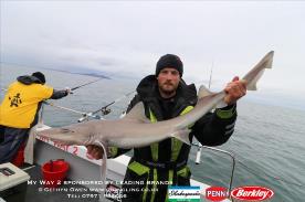 12 lb Starry Smooth-hound by Mark