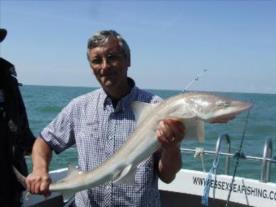 11 lb 8 oz Starry Smooth-hound by Unknown