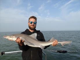 2 oz Starry Smooth-hound by Unknown