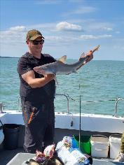 8 lb Smooth-hound by Darren