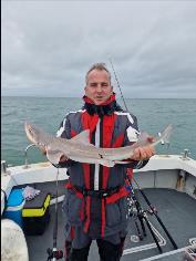 5 lb Starry Smooth-hound by David