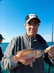 1 lb Cuckoo Wrasse by John Little