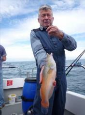1 lb 12 oz Cuckoo Wrasse by Simon