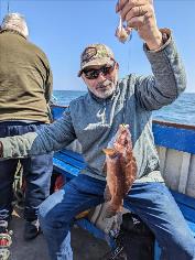1 lb 5 oz Ballan Wrasse by Unknown