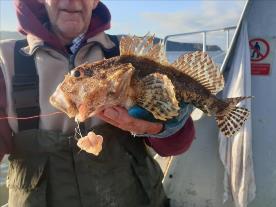 5 oz Short-spined Sea Scorpion by Ken wood from Malton