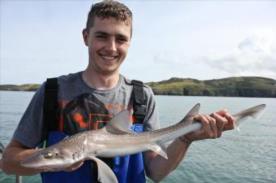 6 lb Starry Smooth-hound by Sean
