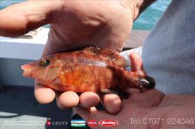 4 lb Corkwing Wrasse by Mark