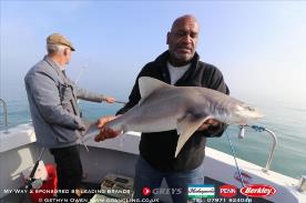 14 lb Starry Smooth-hound by Phill