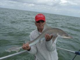 10 lb Starry Smooth-hound by harry