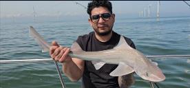 4 lb 14 oz Starry Smooth-hound by Vee