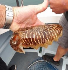 1 lb Cuttlefish by Unknown