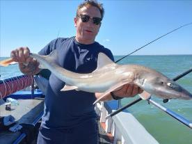 7 lb Smooth-hound (Common) by Mark