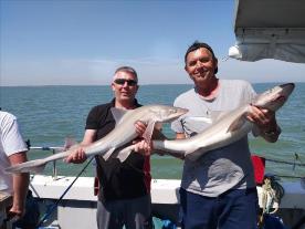 2 oz Smooth-hound by Unknown