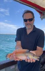 1 lb 4 oz Cuckoo Wrasse by ND