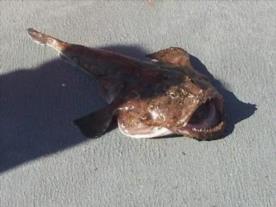8 lb 5 oz Anglerfish by David Lumley