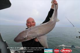 14 lb Starry Smooth-hound by Geoff