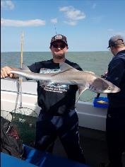 6 lb Starry Smooth-hound by Andy