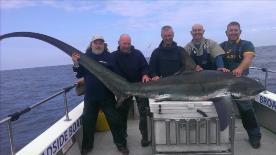 300 lb Thresher Shark by George Simmonds