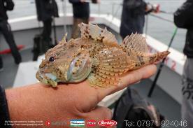 2 oz Long-spined Sea Scorpion by Unknown