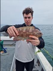 3 lb Ballan Wrasse by Josh
